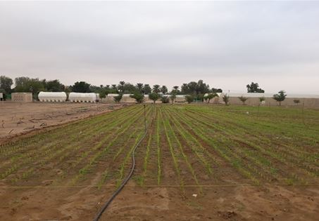 UAE 사막에서 벼 실증재배